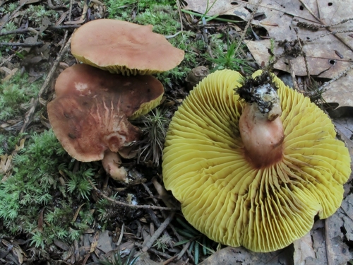 White-footed Gilled Bolete reference