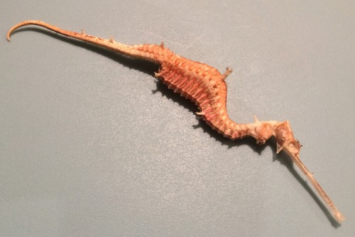 Ruby Seadragon reference