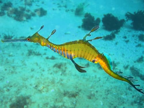 Weedy Seadragon reference