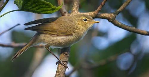 Common Chiffchaff reference