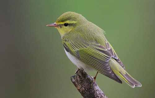 Wood Warbler reference