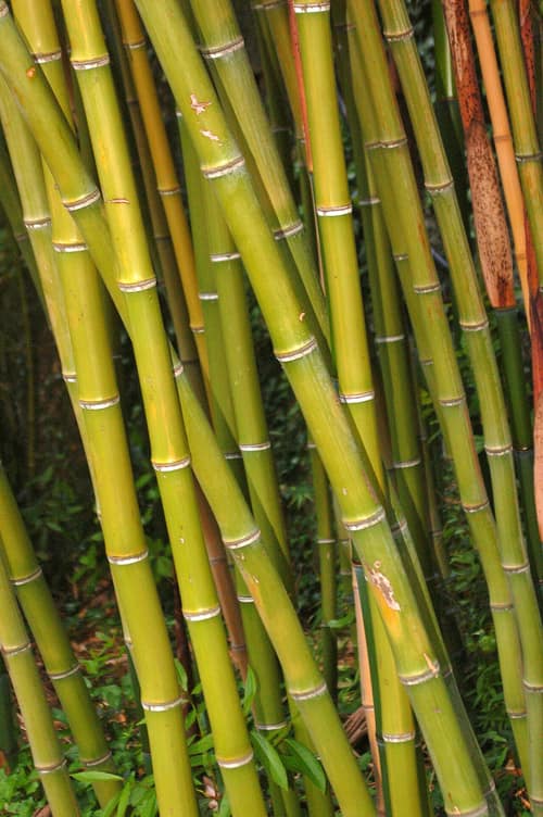 Madake Bamboo reference