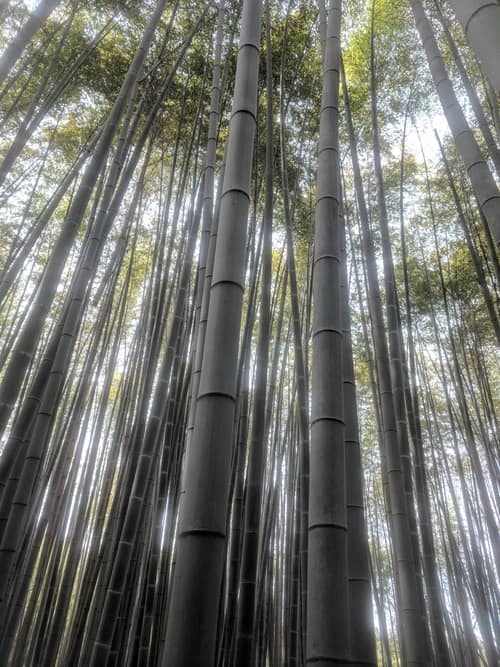 Moso Bamboo reference