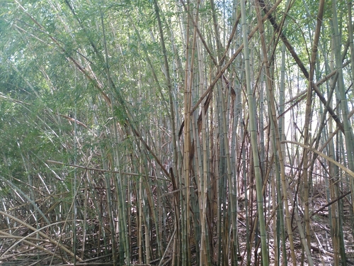 Black Bamboo reference