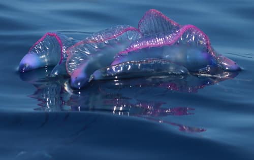 Portuguese Man o' War reference