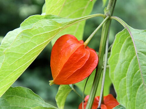 Chinese Lantern reference