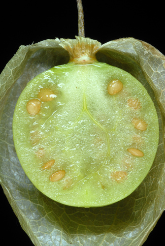 Cutleaf Groundcherry (Physalis angulata) | Fauna