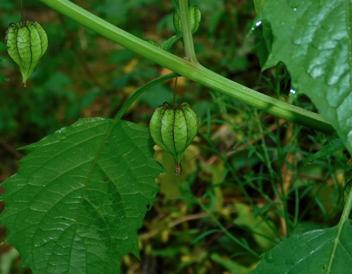 Cutleaf Groundcherry (Physalis angulata) | Fauna