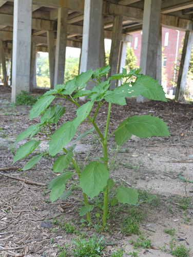 Cutleaf Groundcherry (Physalis angulata) | Fauna