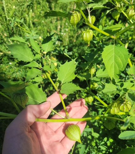 Cutleaf Groundcherry (Physalis angulata) | Fauna