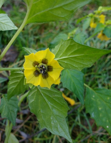 Tomatillo reference