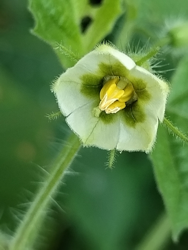 Strawberry Groundcherry reference
