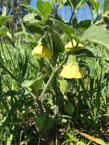 Virginia Groundcherry reference