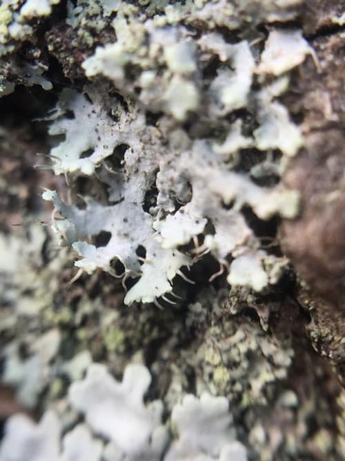 Hooded Rosette Lichen reference