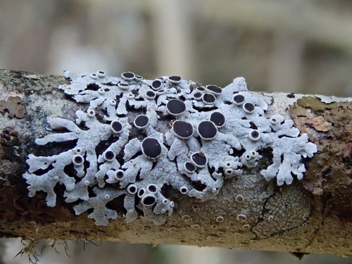 Hoary Rosette Lichen reference