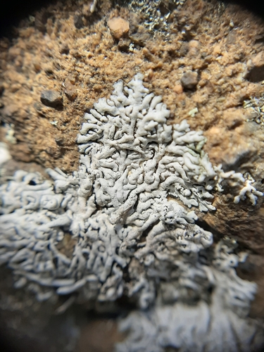 Blue Gray Rosette Lichen reference