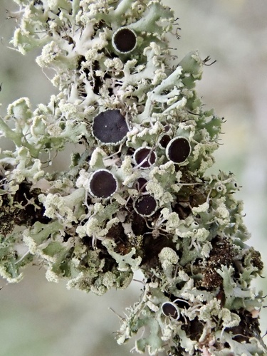 Fringed Rosette Lichen reference