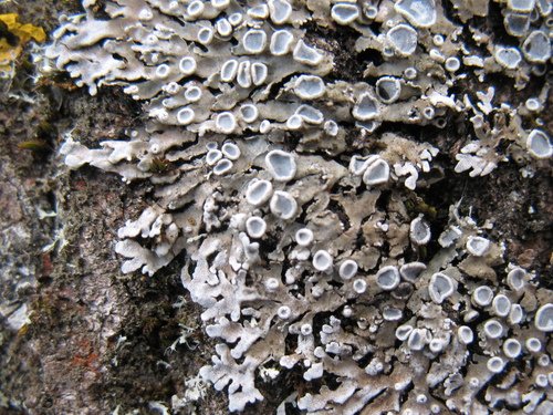 Heavy-frost Rosette Lichen reference