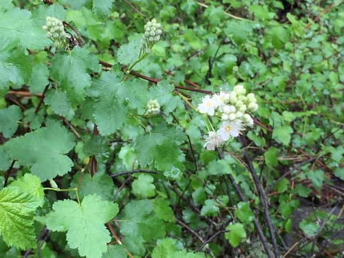 Pacific Ninebark reference