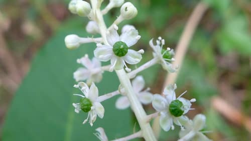 American Pokeweed reference