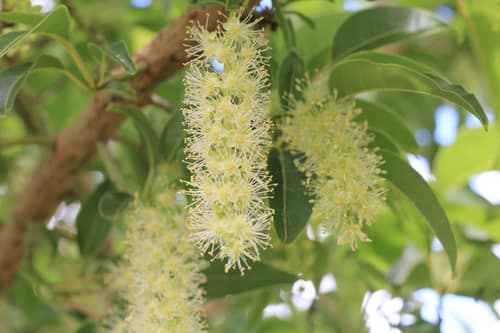 Umbu Tree reference