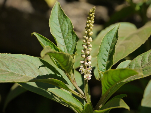 Inkberry reference