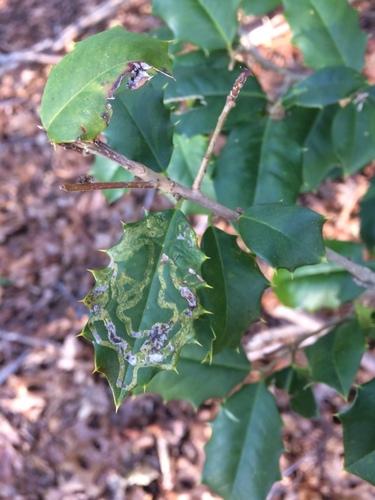Holly Leaf Miner reference