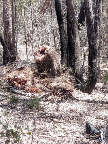 Phytophthora Dieback reference
