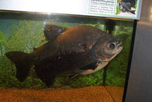 Red-bellied Pacu reference