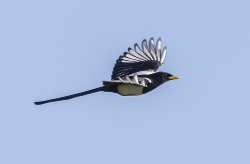 Yellow-billed Magpie reference