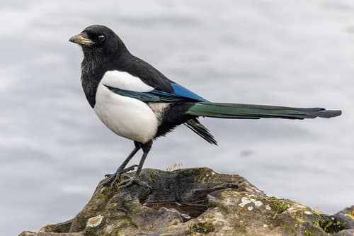 Eurasian Magpie reference