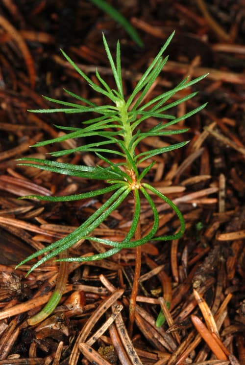 Norway Spruce reference