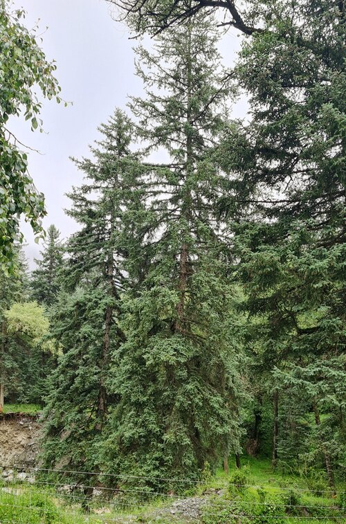 Qinghai Spruce reference