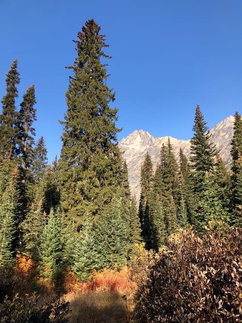 Engelmann Spruce reference