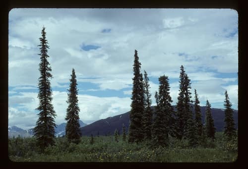 White Spruce reference