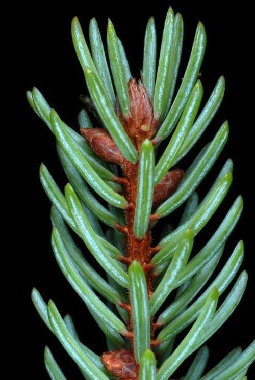 Black Spruce reference