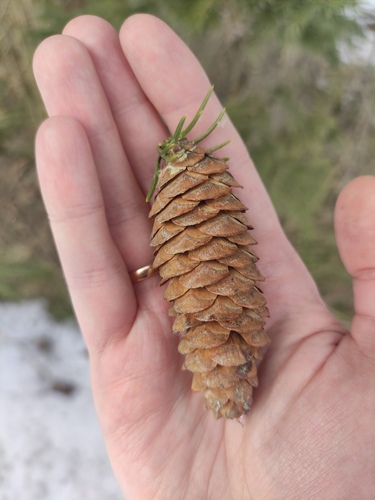 Siberian Spruce reference