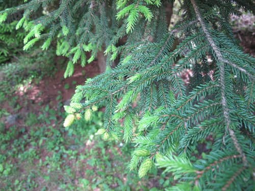 Oriental Spruce reference