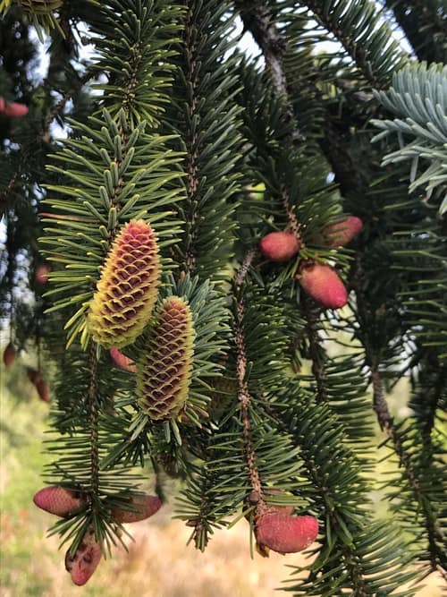 Sitka Spruce reference