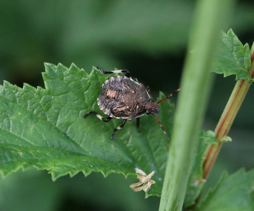 Spiked Shieldbug reference