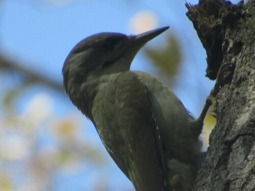 Grey-headed Woodpecker reference
