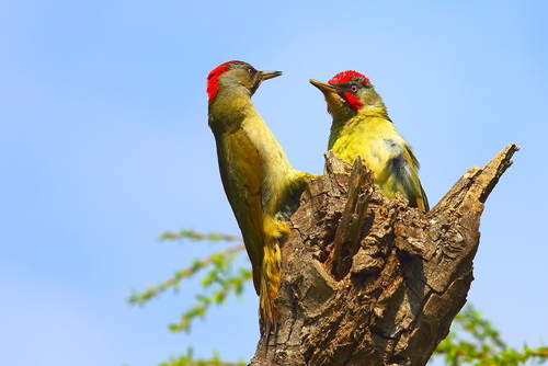 Iberian Green Woodpecker reference