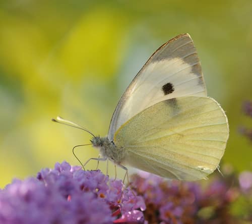 Large White reference