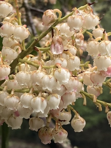 Himalayan Pieris reference