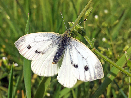 Green-veined White reference