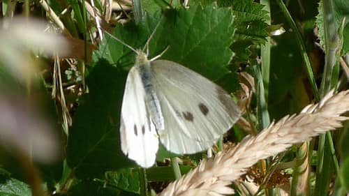Cabbage White reference