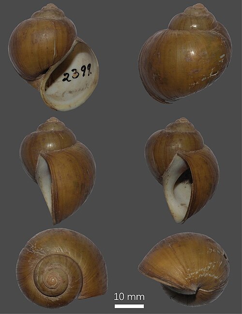 Indian Apple Snail reference