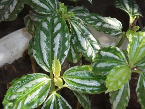 Aluminum Plant reference