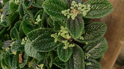 Friendship Plant reference