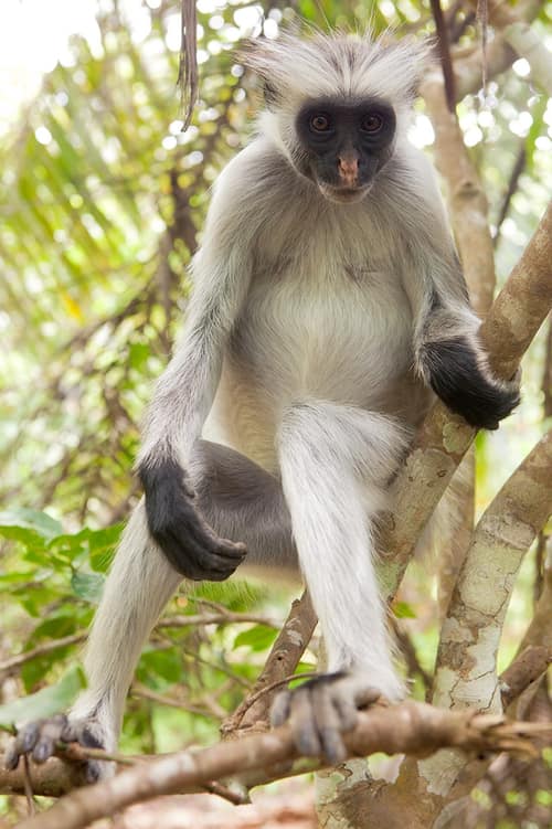 Zanzibar Red Colobus reference